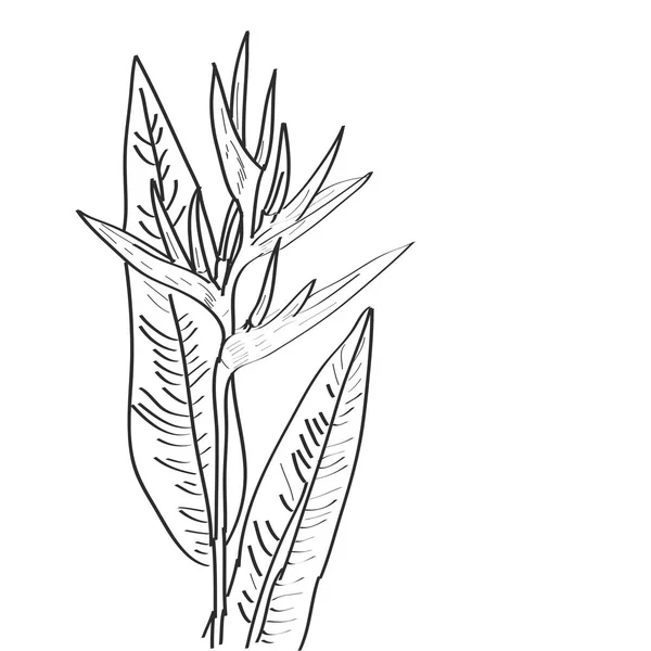 Strelitzia fleurs croquis foliaire, contour noir isolé sur fond blanc. art simple, peut être utilisé pour le modèle de bannière de carte, espace de copie. Vecteur — Image vectorielle