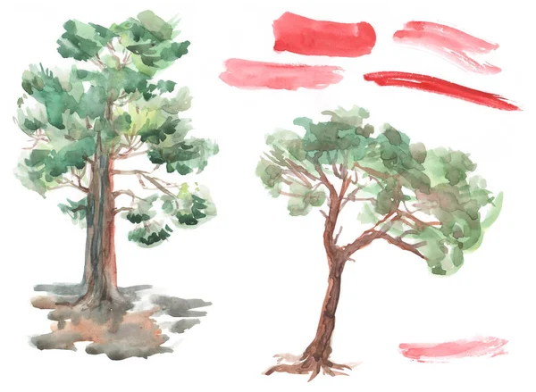 Pine Tree White Background Red Brush Strokes Set Watercolor Sketch — Stock Photo, Image