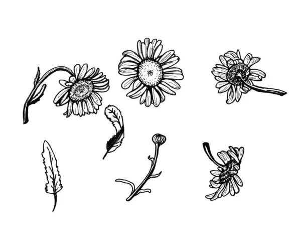 Teckning Svart Bläck Prästkragar Vit Bakgrund Uppsättning Blommor Blad Grenar — Stockfoto
