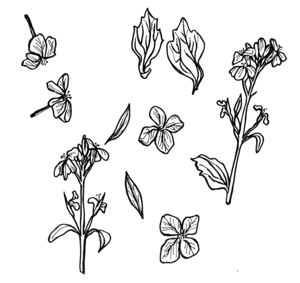 Zeichnung Schwarze Tinte Gänseblümchen Auf Weißem Hintergrund Reihe Von Blumen — Stockfoto