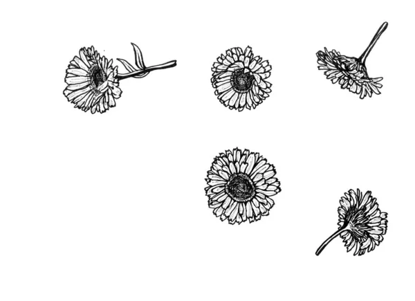 Σχέδιο Μαύρο Μελάνι Μαργαρίτες Λευκό Φόντο Σύνολο Λουλουδιών Φύλλα Κλαδιά — Φωτογραφία Αρχείου