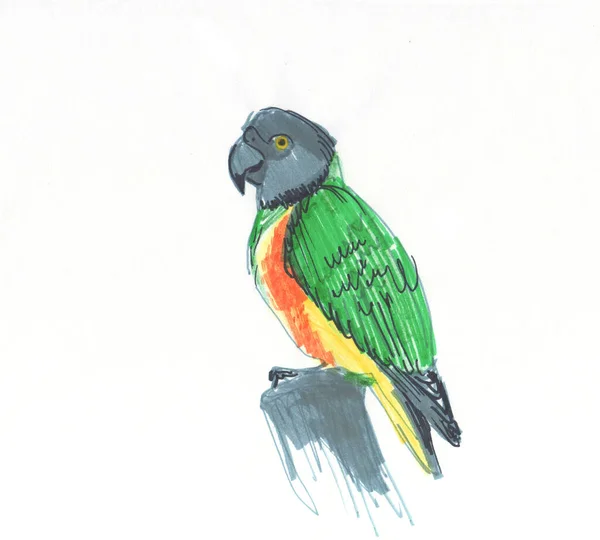 Senegal Pappagallo Poicephalus Senegalus Dall Africa Occidentale Schizzi Pennarelli Disegno — Foto Stock