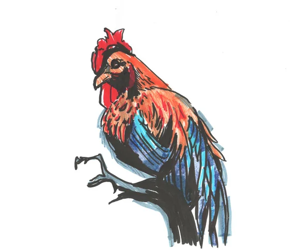 Gallo Gallo Azul Brillante Con Peine Marcadores Boceto Dibujo Mano —  Fotos de Stock