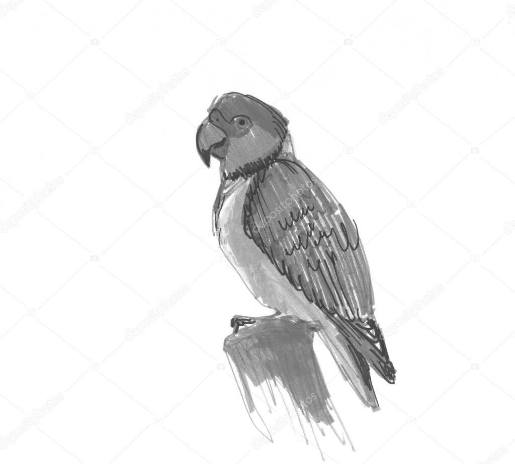 Senegal parrot Poicephalus senegalus from west Africa sketch markers, freehand drawing isolated on white background