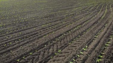 Gün batımında çiftçi tarlasında taze serpilmiş taze yeşil ayçiçeği bitkileri.