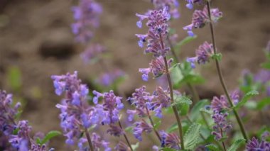 # Kapatın mavi papatya çiçeklerini çayırları gün ışığında #