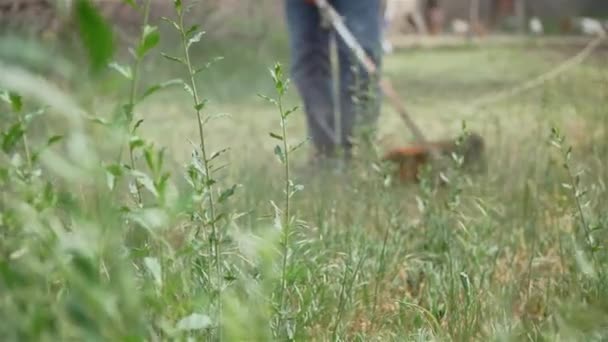 Arbeiter mit Öko-Elektro-Rasentrimmer mähen Gras — Stockvideo