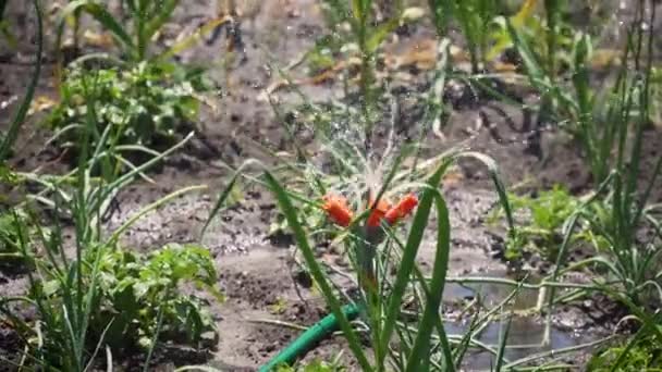 Inteligentní zavlažovací systém aktivován plně automatickou prací v kuchyňské zahradě, zavlažovacím trávníku, květinách a stromech s rotačním postřikovačem hlavy — Stock video