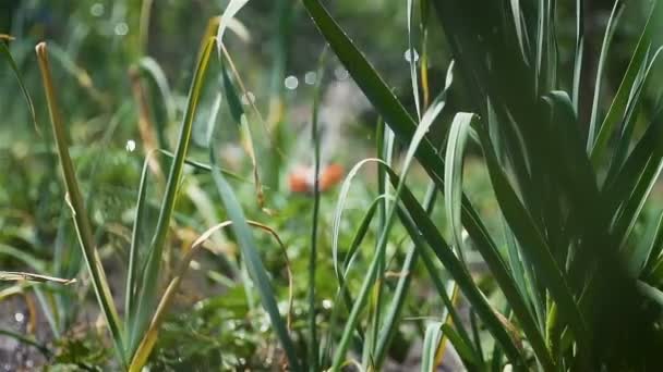 Système d'arrosage d'eau dans les exploitations agricoles pour l'irrigation plantation de plantes au ralenti 