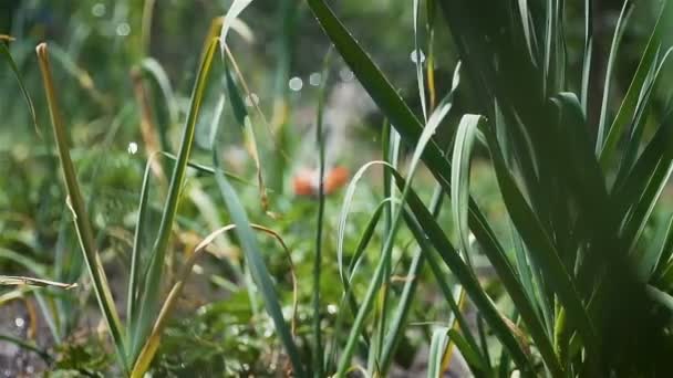 スローモーションで植物の灌漑プランテーションのための農業農場で働く水スプリンクラーシステム — ストック動画