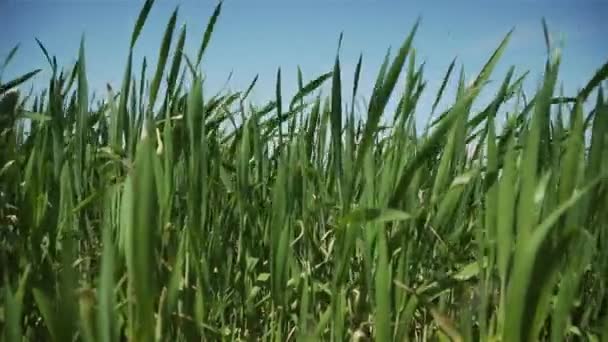 Fermez les pousses vertes sans pointes balancent dans le vent dans la campagne dans le champ de blé ou d'orge sous le ciel bleu 
