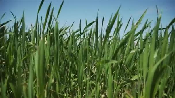 Närbild gröna groddar utan spikar svajar i vinden på landsbygden i fält av vete eller korn under blå himmel — Stockvideo