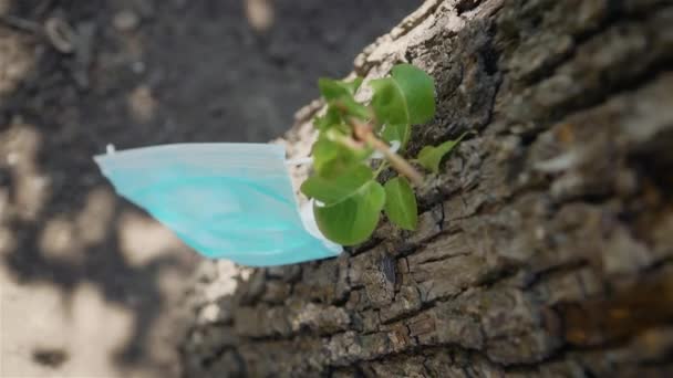 密切留意挂在树上的医疗保护面具和爬行在树皮上的蚂蚁 — 图库视频影像