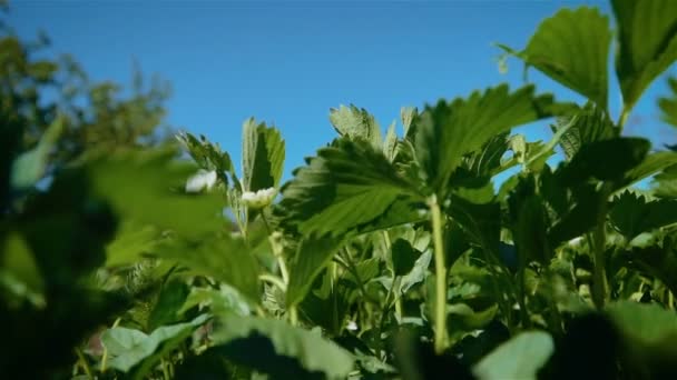 Frunzele plantelor de căpșuni cu flori se leagănă în vânt împotriva cerului albastru în mișcare lentă — Videoclip de stoc