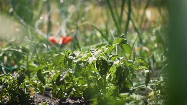 Le système d'arrosage automatique irrigue les plants de pommes de terre et les gouttes d'eau au soleil au ralenti — Video