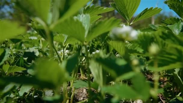 Caméra de gros plan se déplace à travers les feuilles de fraisiers dans le champ au printemps — Video