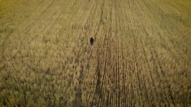 Sarı buğday tarlasında koşan güzel kızın hava manzarası. Yaz akşamı çayırlarda koşan genç bir kadın.
