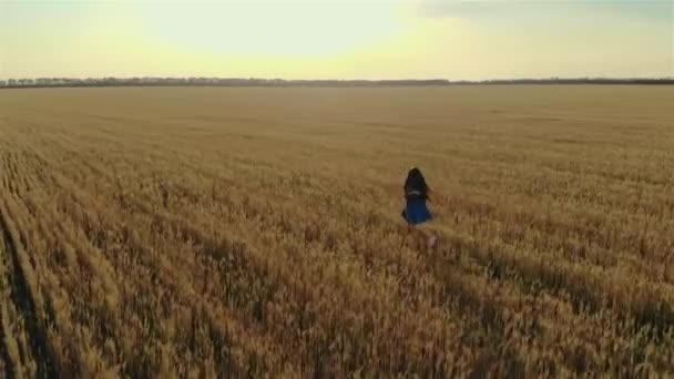 Sarı kuru buğdayla tarlada yürüyen genç bir kadının hava manzarası. Güzel kaygısız kız kırsal alanda doğanın tadını çıkarıyor. — Stok video