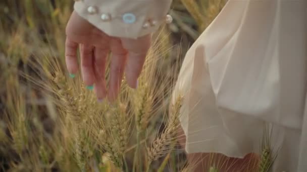 Gün batımında doğanın tadını çıkaran bej elbiseli ve el buğdayıyla ya da arpa dikenleriyle dokunan genç bir kadın. — Stok video