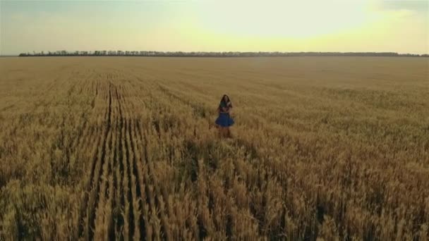 Pemandangan udara wanita muda dengan gaun biru berjalan di ladang gandum saat matahari terbenam — Stok Video