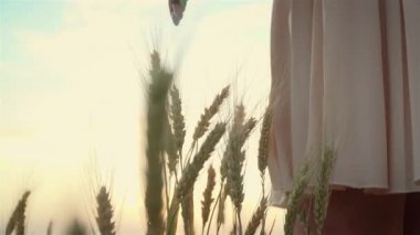 Gün batımında doğanın tadını çıkaran ve el buğdayıyla ya da çayır tarlasında arpa dikenleriyle dokunan genç bir kadın.