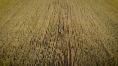 Gün batımında buğday tarlasında koşan mavi elbiseli kadının hava manzarası