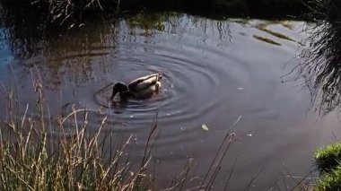 Sazlıklarla çevrili sakin gölette beslenen vahşi ördek. Mallard başını suya sokup yiyecek arıyor. Drake, sakin sularda etkin bir şekilde yiyecek arıyor. Sığ gölet ortamını keşfeden su kuşları