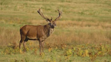 Kocaman boynuzları olan kükreyen kırmızı geyik çayırda gururla duruyor. Güneş ışığı altında açık otlakta haykıran görkemli geyik. Güçlü vahşi geyik doğal ortamda sesleniyor. Asil boynuzlu geyik, sessiz ve ıssız bir çevrede ses çıkarıyor.