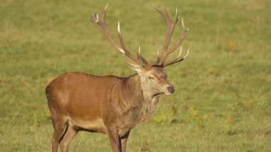 Kızıl geyik, gün ışığı altında çimenli çayırlarda sakince duruyor. Büyük boynuzları olan görkemli erkek geyik açık alanda dinleniyor. Baskın geyik, canlı doğal ortamda barışçıl bir şekilde gözlemliyor. Güçlü geyik durgun yeşil arazide hareketsiz duruyor