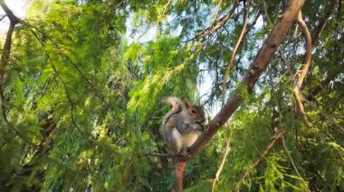 Sincap ağaç dalında oturmuş fındık yiyor. Sincaplar doğayı koruma ve biyolojik çeşitliliği koruma konsepti. Kemirgen ahşap gövde çiğneme tohumunda kalıyor.