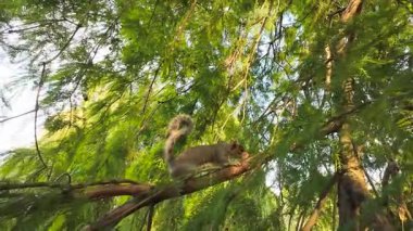 Sincap ağaç dalında duruyor ve agresif bir duruş sergiliyor. Sincaplar evcil kemirgenler vahşi yaşamı koruyor doğa koruma fikirlerini vurguluyor. Tahta gövde üzerinde duran kemirgen düşmanca bir duruş sergiliyor.