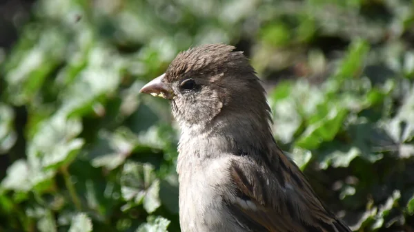 Portrait Moineau Ordinaire Femelle Triste Sur Fond Herbe Verte — Photo