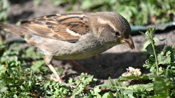 Retrato Una Hembra Sparrow Vulgaris Sobre Fondo Hierba — Foto de Stock