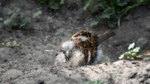 Moineau Domestique Début Fait Bain Déchirant Trou Puis Est Baigné Images De Stock Libres De Droits