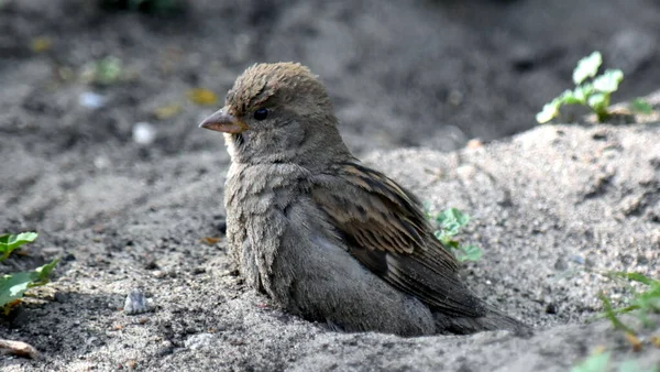 Casa Sparrow Início Faz Banho Rasgando Buraco Então Banhado — Fotografia de Stock