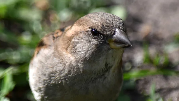 Portret Samicy Sparrow Vulgaris Zbliżenie Tle Trawy — Zdjęcie stockowe