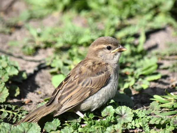 Portrait Chick Sparrow Background Grass — Stock Photo, Image