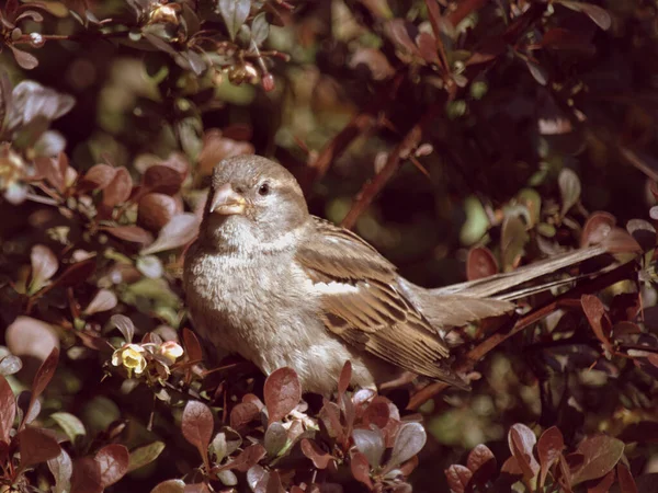 Una Femmina House Sparrow Siede Splendidamente Nei Colori Del Cespuglio — Foto Stock