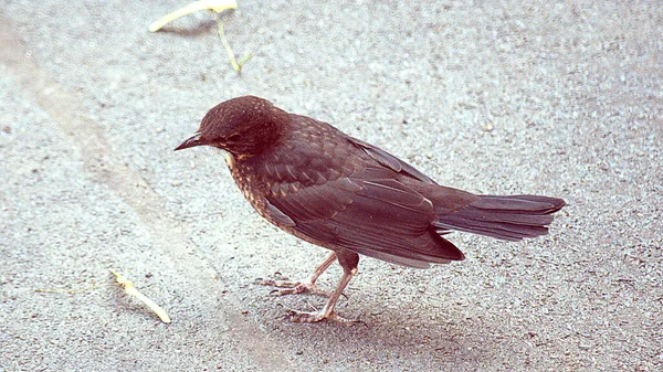 City Fågel Blackbird Bakgrund Grå Asfalt Kvinna Koltrast Brun Färg — Stockfoto