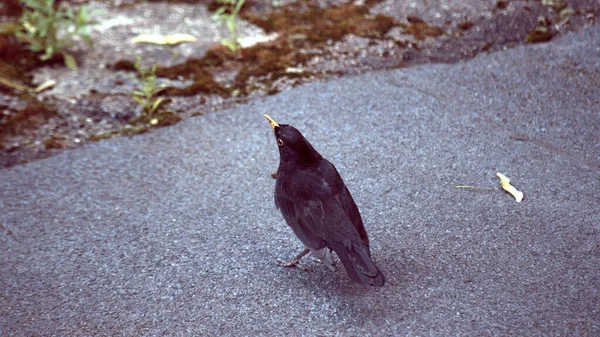Gri asfalt arka planda şehir kuşu Blackbird. Erkek karatavuk siyahtır ve şarkı söyler.