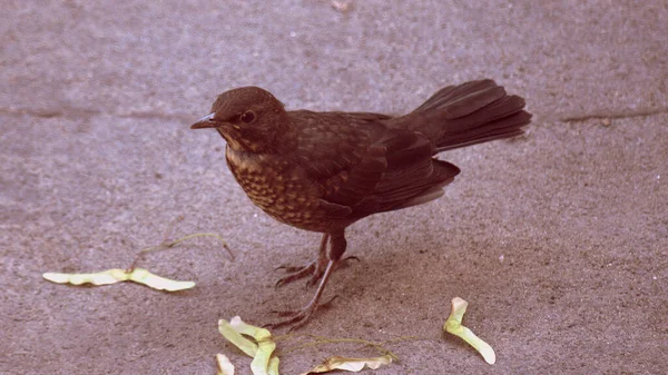 Gri asfalt arka planda şehir kuşu Blackbird. Boynunda benekler olan dişi siyah kuş..