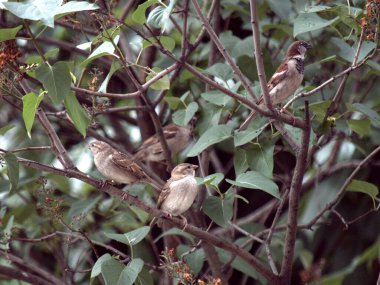 Yeşil leylak dallarında dört yerli serçe