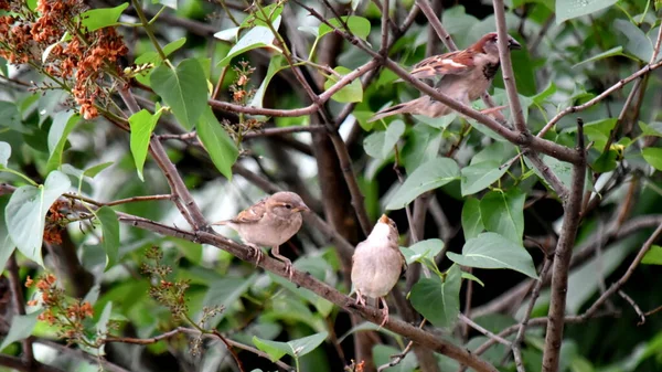 Tre Passeri Domestici Rami Lilla Verdi — Foto Stock