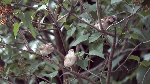 Trois Moineaux Domestiques Sur Des Branches Lilas Vert — Photo