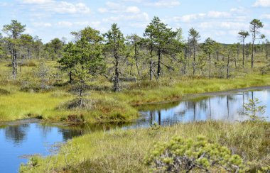 Büyük Kemeri Bog Boardwalk Kemeri Milli Parkı 'nda popüler bir turizm merkezidir..