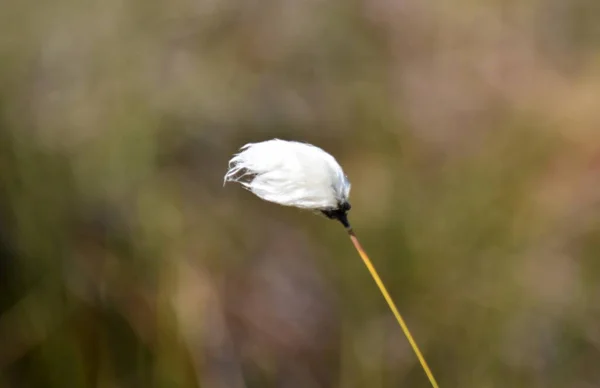 Great Kemeri Bog Boardwalk Een Populaire Toeristische Bestemming Het Nationaal — Stockfoto