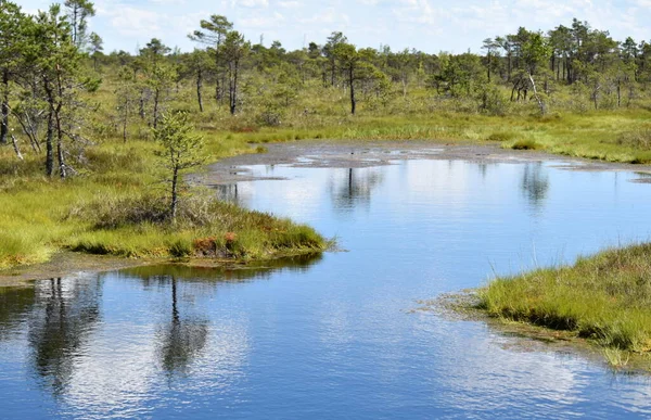 Büyük Kemeri Bog Boardwalk Kemeri Milli Parkı 'nda popüler bir turizm merkezidir..