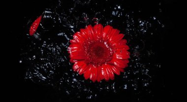 Kırmızı Gerbera 'nın siyah bir arka planda su içinde fotografı çok güzel..