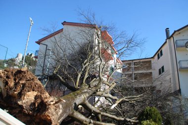 Rüzgar ağacı temizledi ve evin üzerine attı.