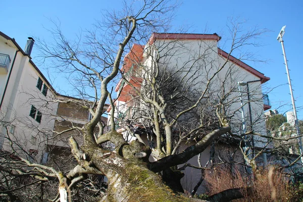 Vinden Rensade Trädet Och Kastade Det Huset — Stockfoto